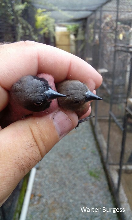 Vinaceous Firefinch